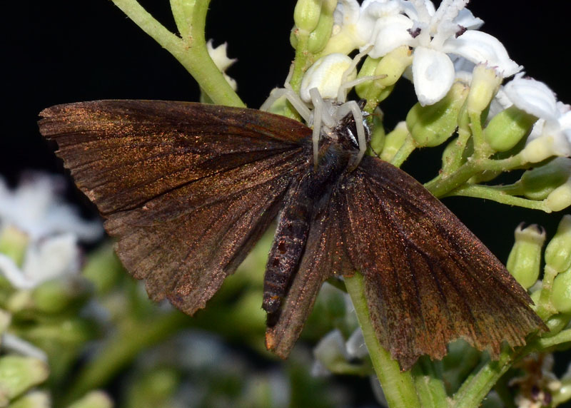 Predazione di Misumena vatia su Satyrium sp